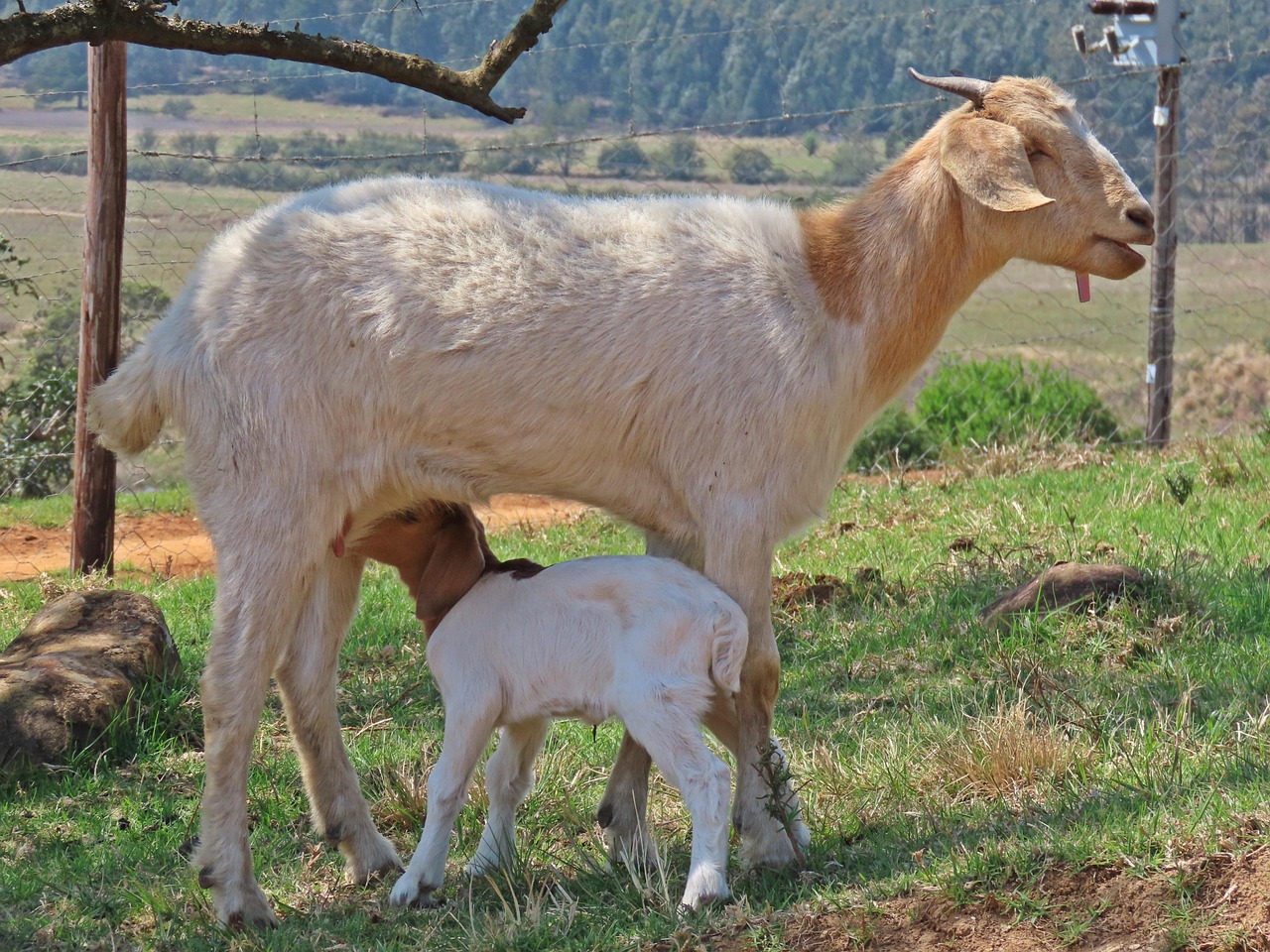 Immagine di un bicchiere di latte di capra accanto a un bicchiere di latte di mucca su sfondo neutro.