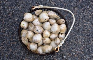 Vongole fresche in un piatto, pronte per essere spurgate dalla sabbia.