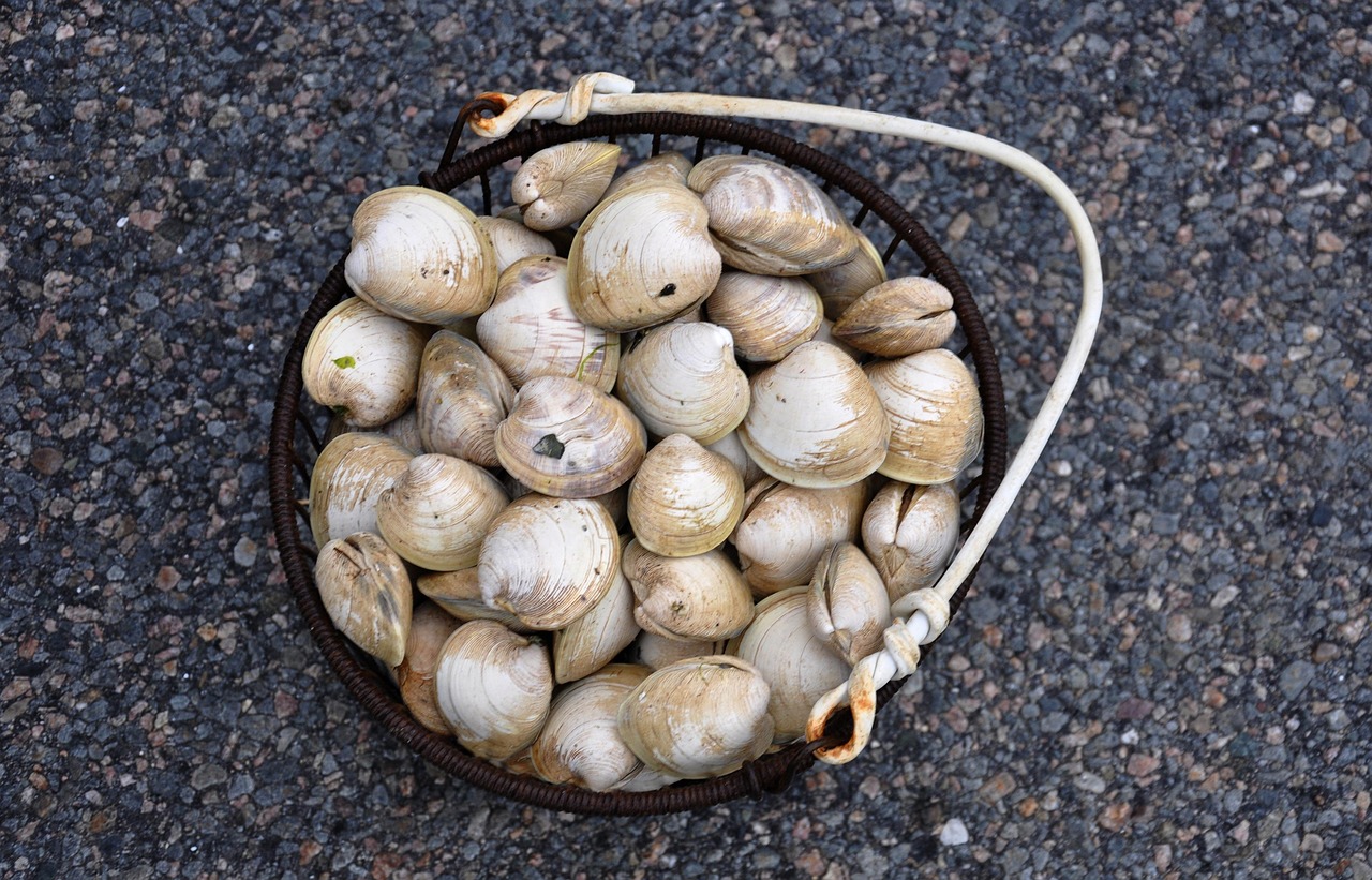 Vongole fresche in un piatto, pronte per essere spurgate dalla sabbia.