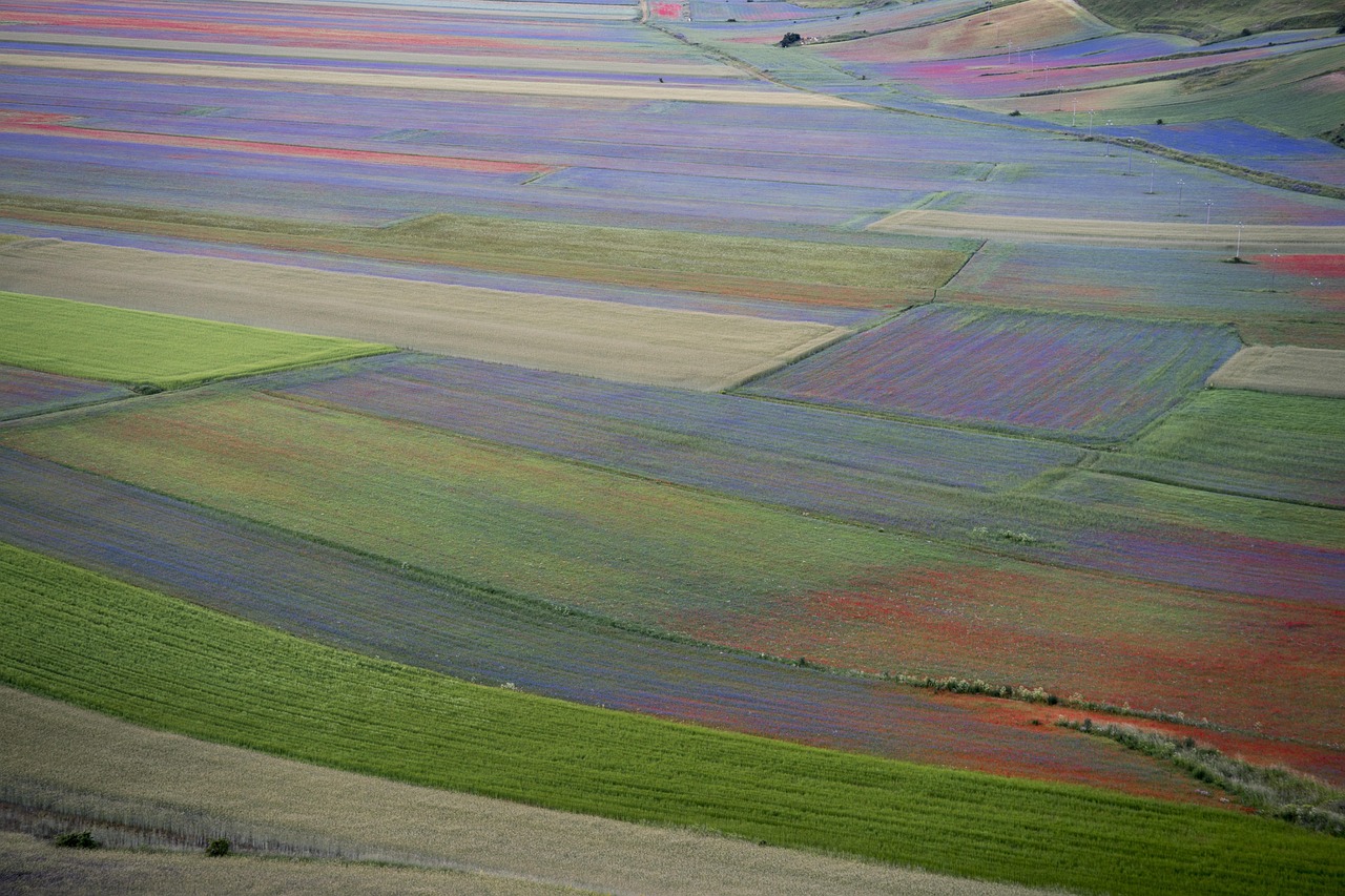 Fioritura delle lenticchie a Castelluccio di Norcia, un panorama colorato di fiori e paesaggi montani.