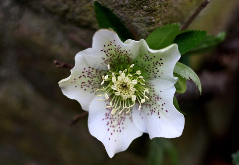 Elleboro e Calicanto in fiore, piante invernali che portano colore e vitalità al giardino.