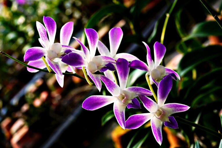 Orchidea con radici argentee e verdi, simbolo di salute e necessità di innaffiatura.