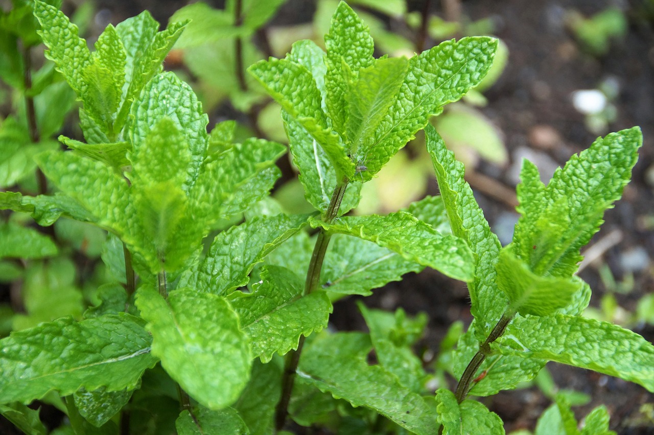 Formiche che si allontanano da una pianta di menta verde nell'orto.