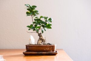 Bonsai ficus ginseng con foglie verdi, esposto a correnti d'aria in un ambiente interno.