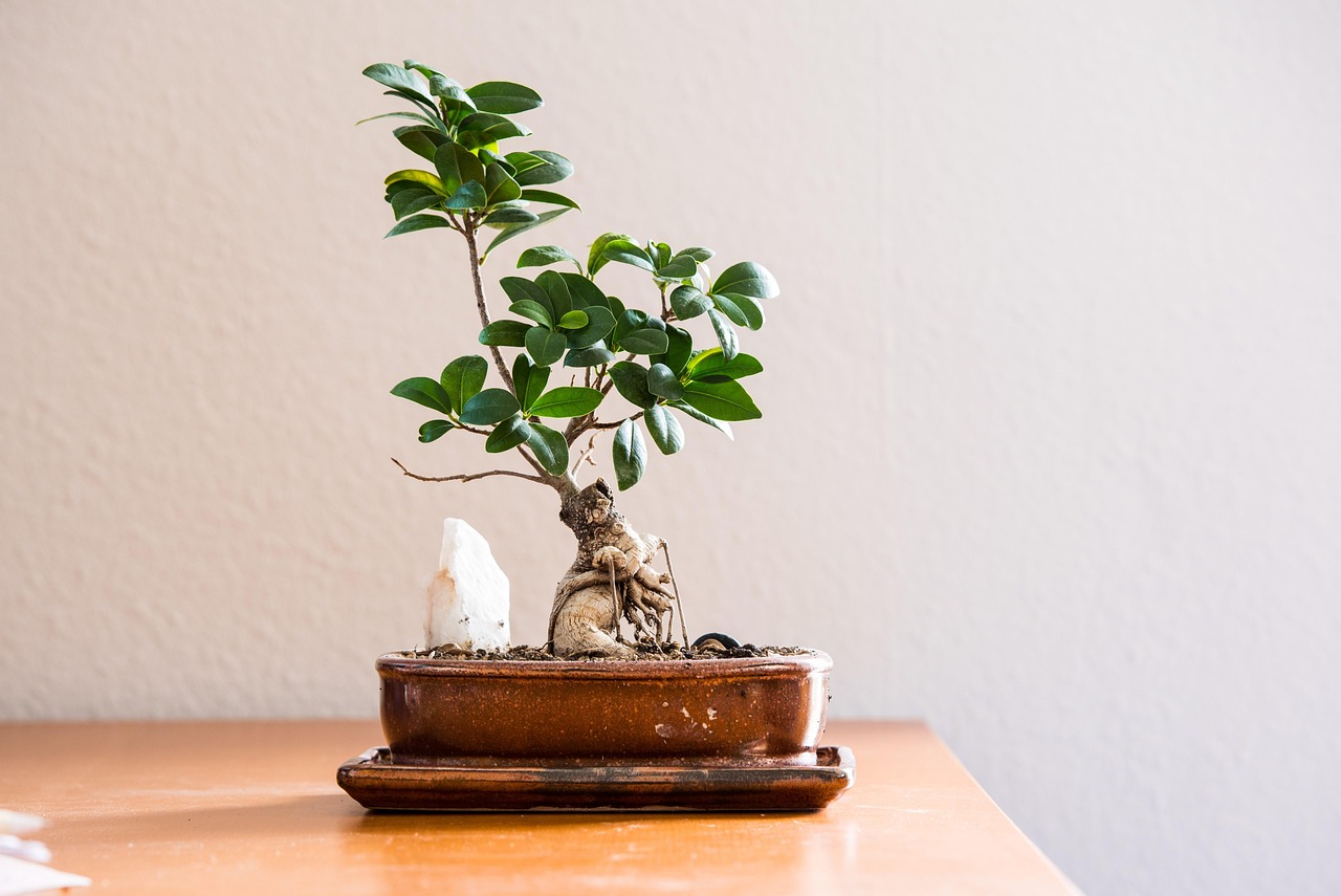 Bonsai ficus ginseng con foglie verdi, esposto a correnti d'aria in un ambiente interno.