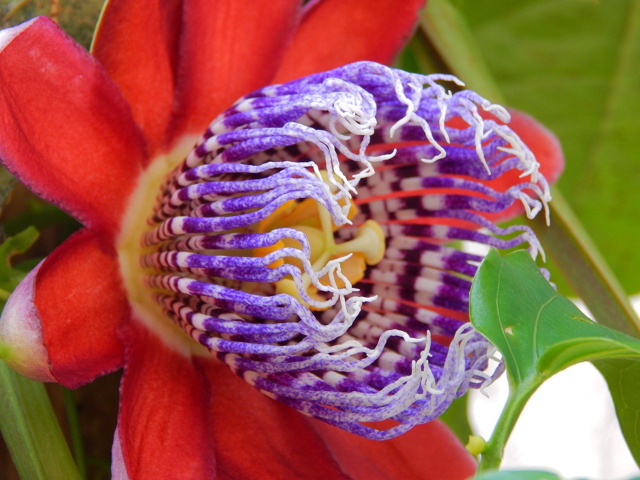 Fiore della passiflora con petali colorati e frutti commestibili sullo sfondo verde.